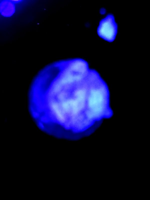 SBB "Crystal Flare" Acro Medium Branch