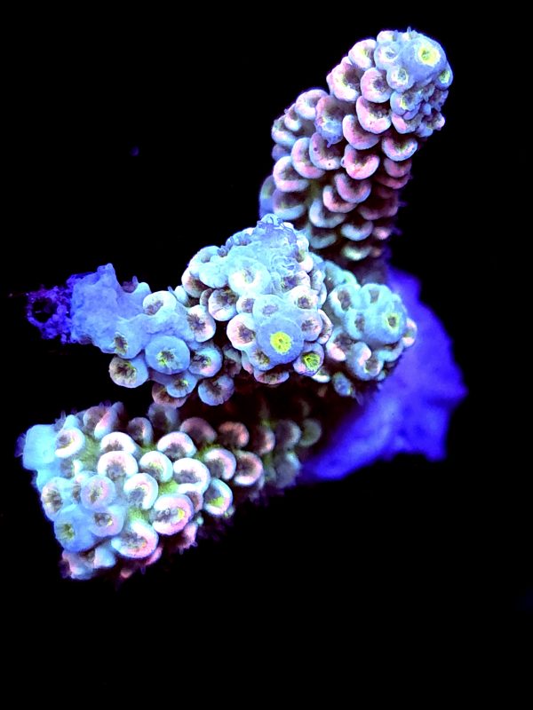 SBB "Jaw Fusion" Acro Large 3 Branch