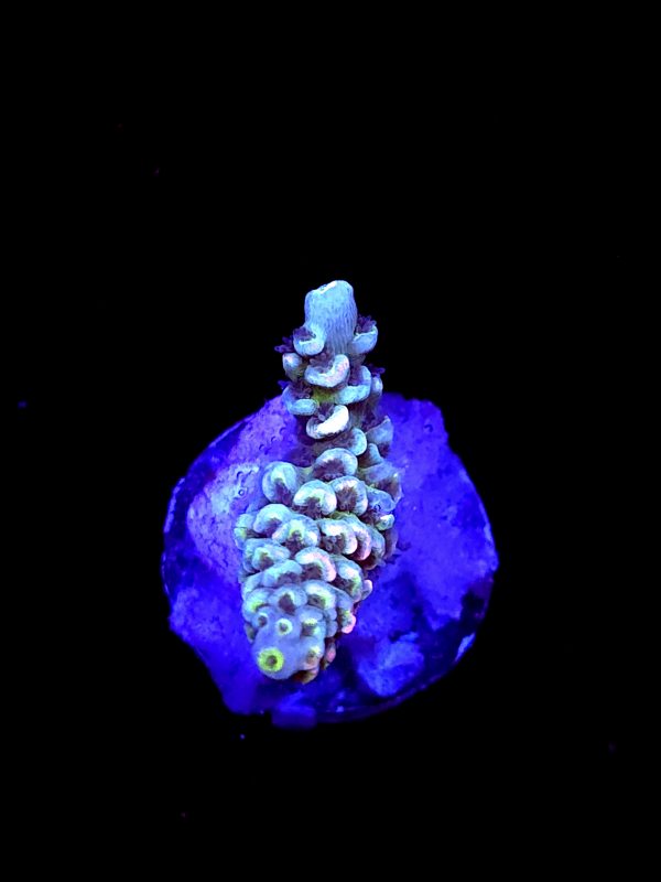 SBB "Jaw Fusion" Acro Small 2 Branch