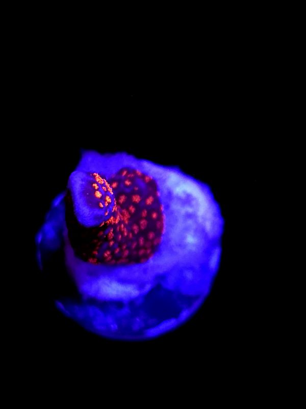 SBB "Bubble Digi" Acro Small Branch