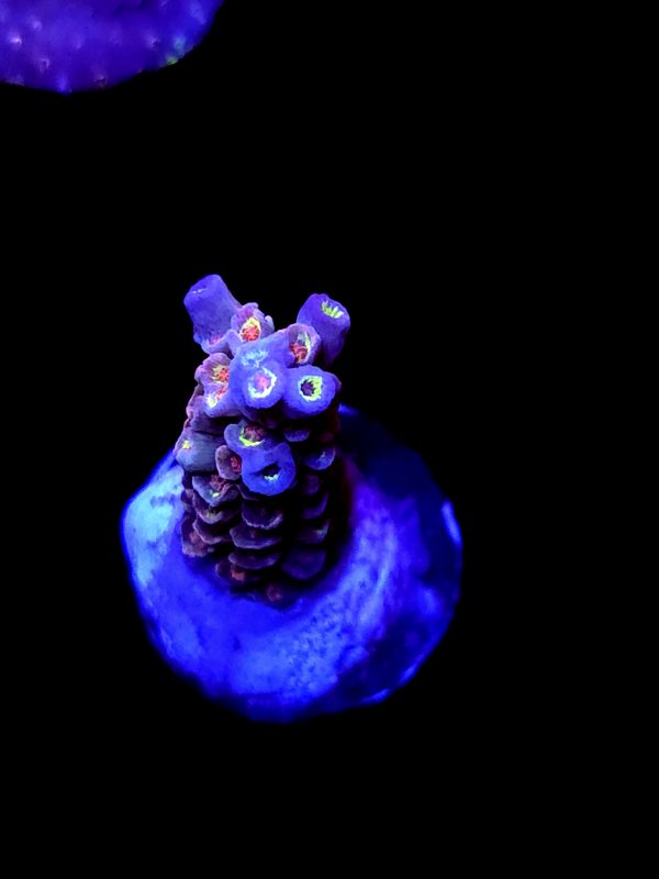 SBB "Fruit Dragon" Acro Small Branch