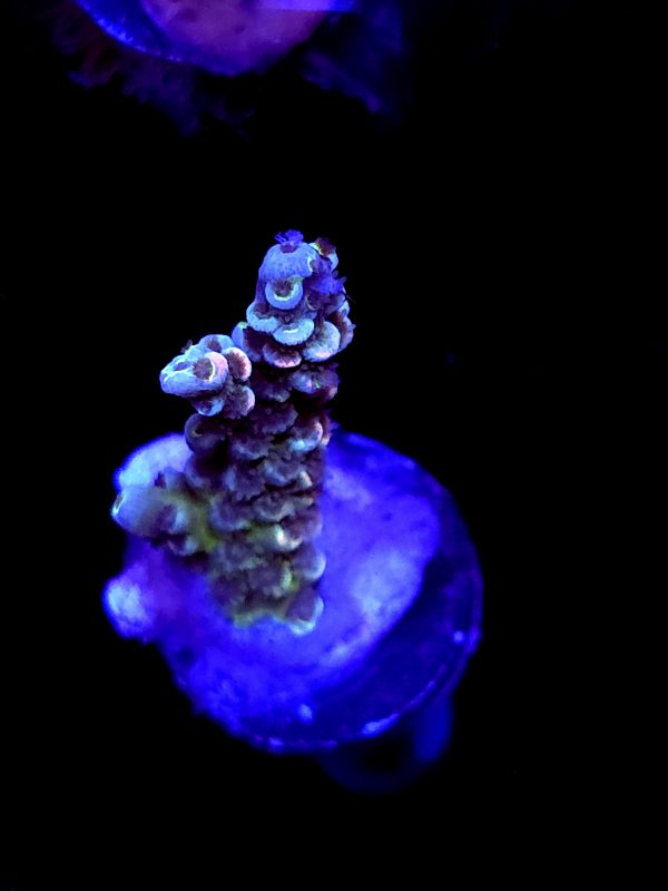 SBB "Jaw Fusion" Acro Small Branch