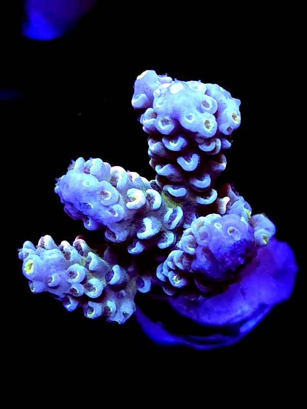 SBB "Dragon Punch" Acro Medium 3 Branch