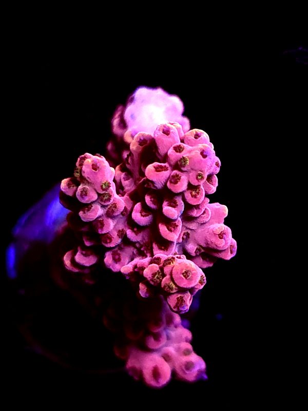 SBB "Red Razz" Acro Medium 2 Branch