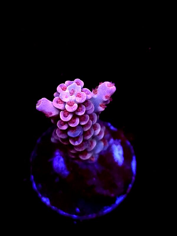 SBB "Gummy Graft" Acro Small Branch