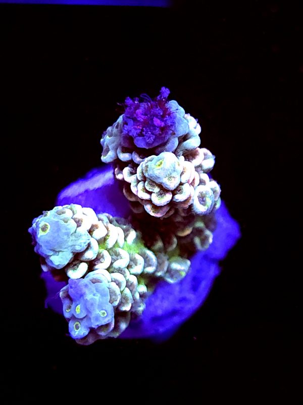 SBB "Jaw Fusion" Acro Medium 2 Branch