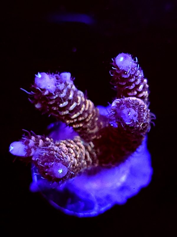 SBB "Shadow Blade" Acro Medium Branch