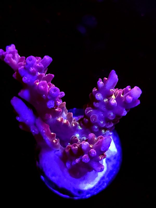 SBB "Pink Teddy Bear" Acro Medium 3 Branch