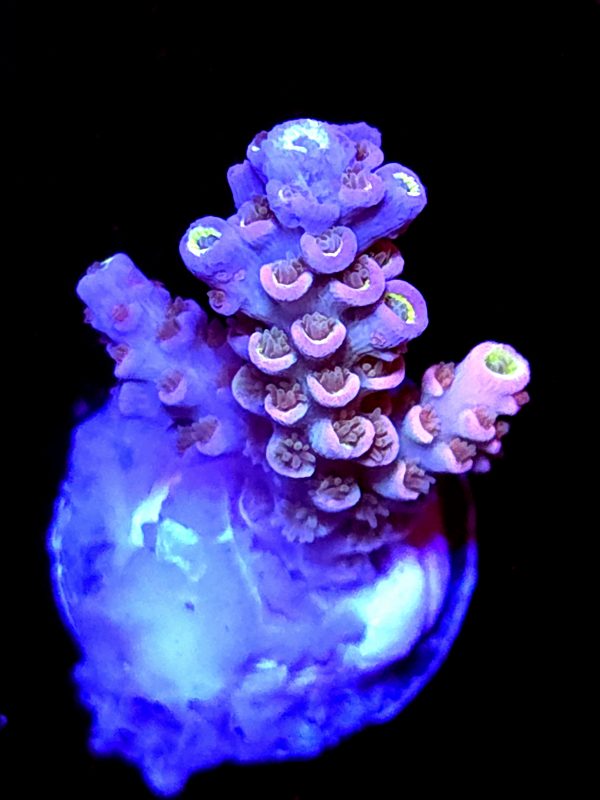 SBB "Jungle Burst" Acro Small Branch