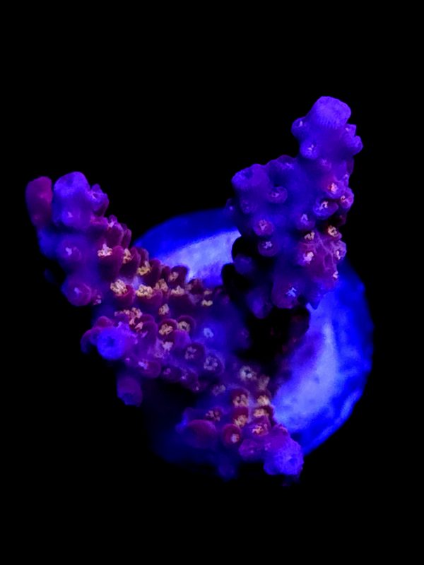 SBB "Pink Teddy Bear" Acro Medium 3 Branch