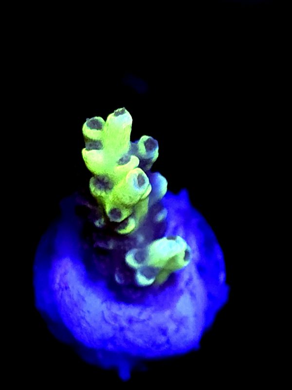 SBB "Hologram" Acro Small Branch