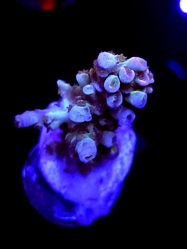 SBB "Candy Rock" Acro Medium Branch