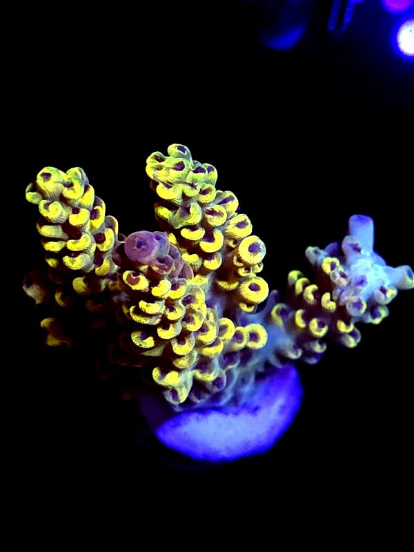 SBB "Bumble Bee" Acro Medium Multibranch