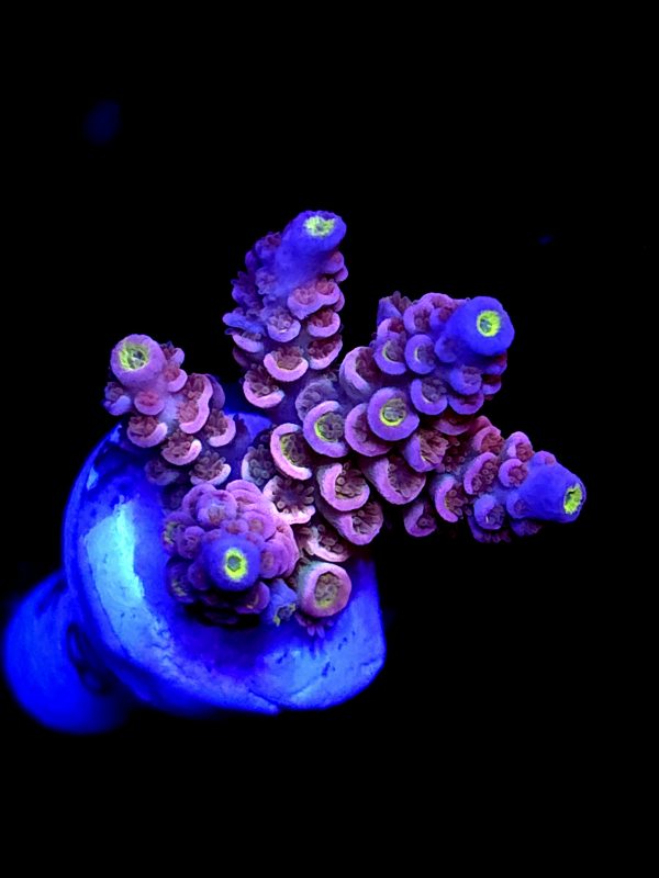 SBB "Jungle Burst" Acro Medium Multibranch