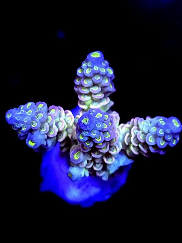 SBB "Candy Koala" Acro Large Multibranch