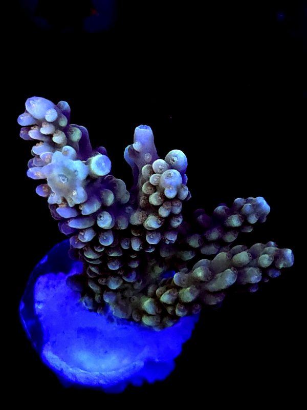 SBB "Banana Monkey" Acro Medium Multibranch