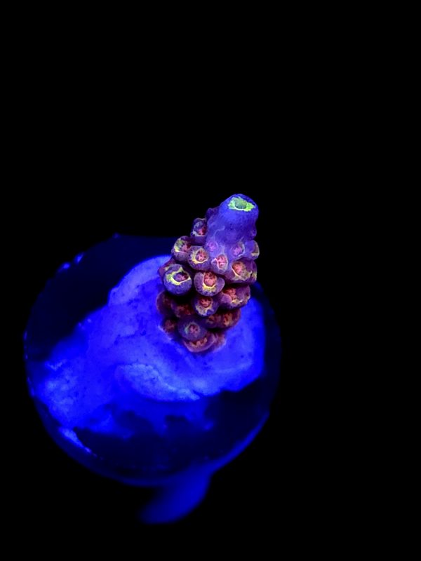SBB "Skittle Blast" Acro Small Branch