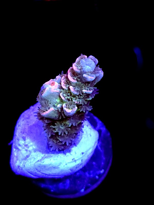 SBB "Candy Rock" Acro Small Branch