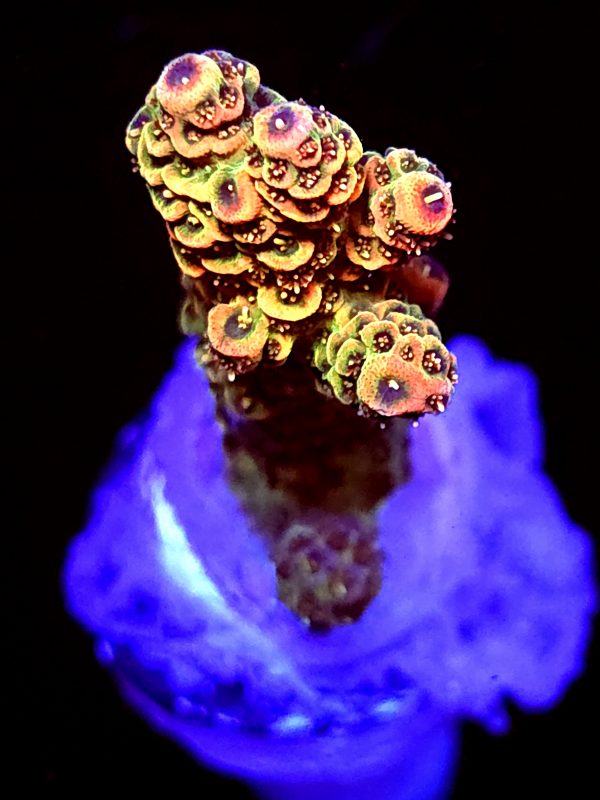 SBB "Orange Blast" Acro Medium Branch