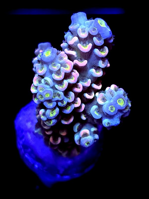 SBB "Dragon Punch" Acro Medium Multibranch