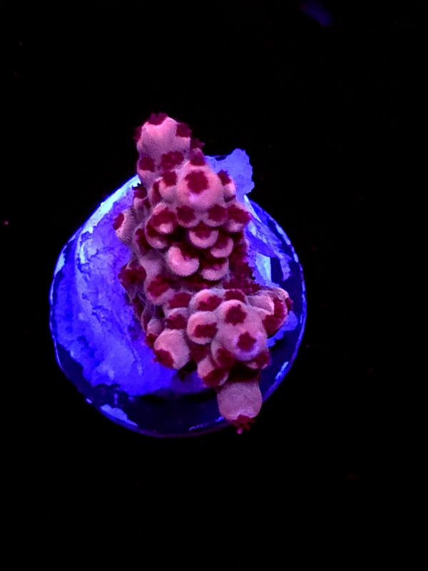 SBB "Fruit Berry" Acro Small Chunky