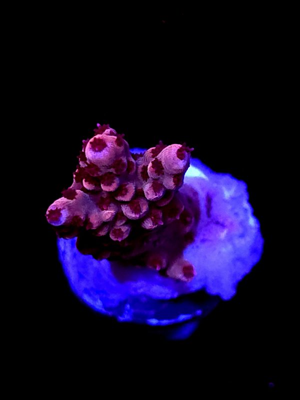SBB "Fruit Berry" Acro Small Branch