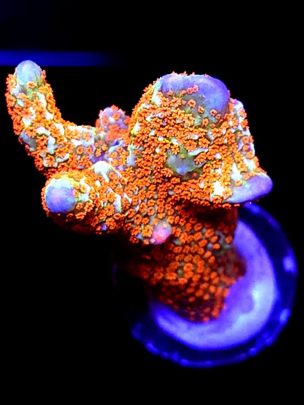SBB "Bubble Digi" Acro Large 1+ Branch