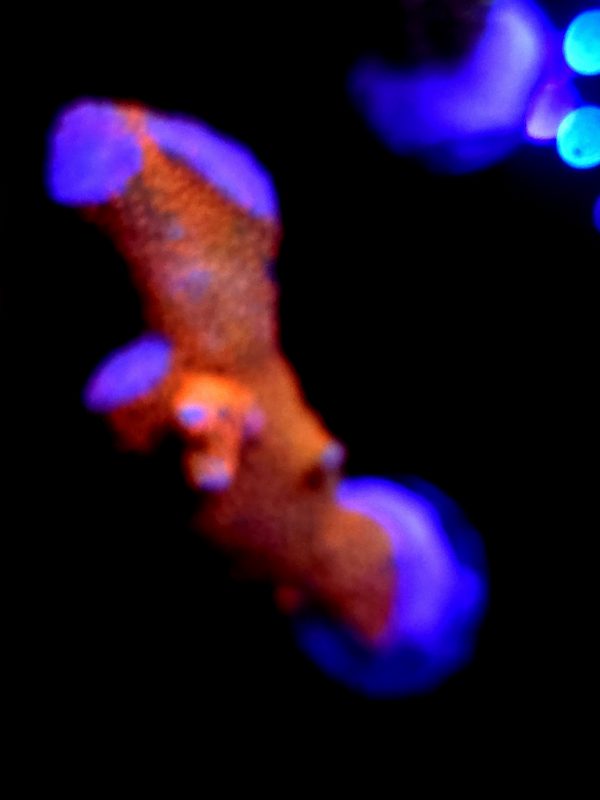 SBB "Bubble Digi" Acro Xlarge Branch