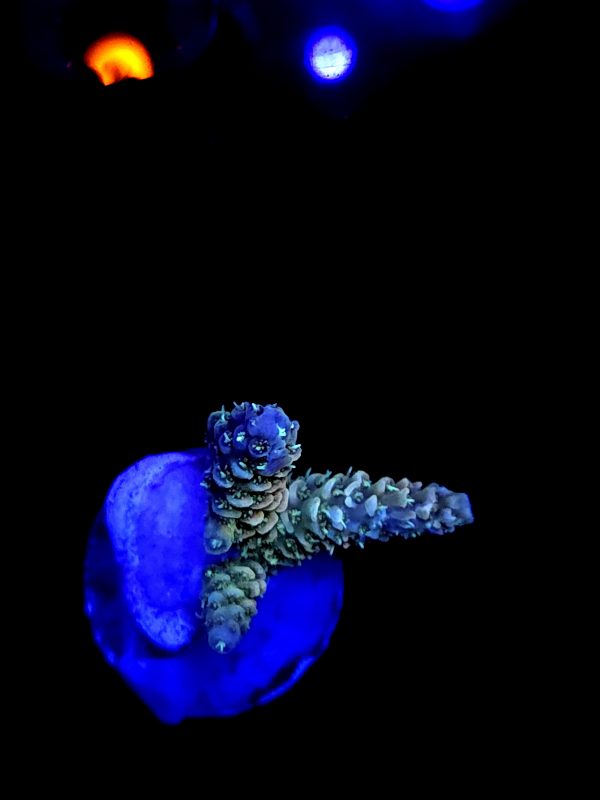 SBB "Pain Killer Punch" Acro Small 3 Branches