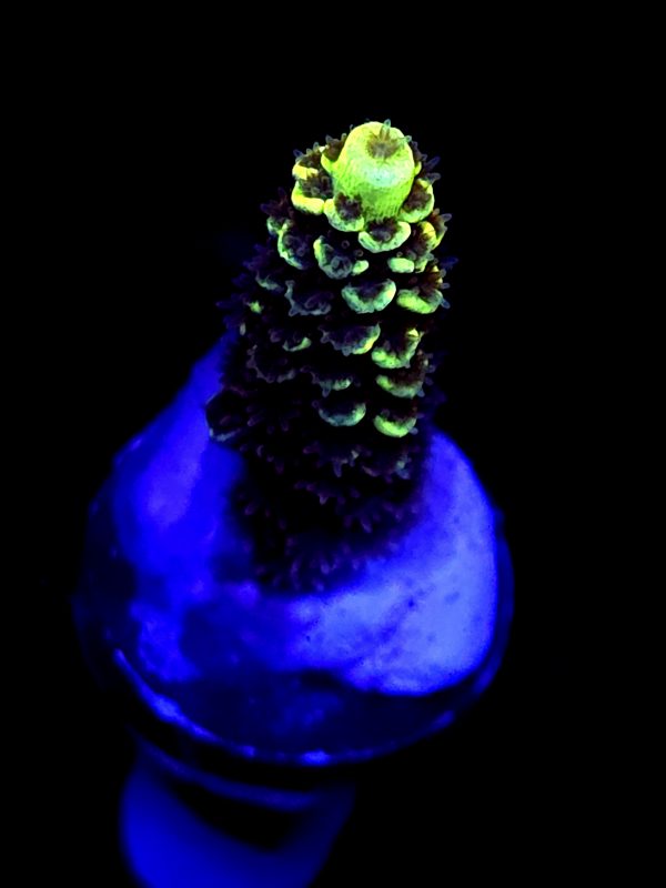 SBB "Hologram" Acro Medium Branch
