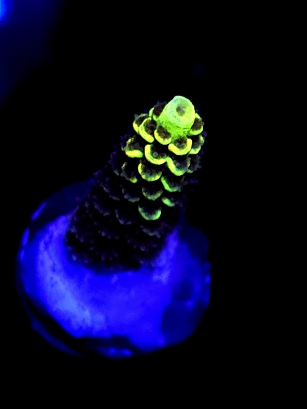 SBB "Hologram" Acro Small Branch