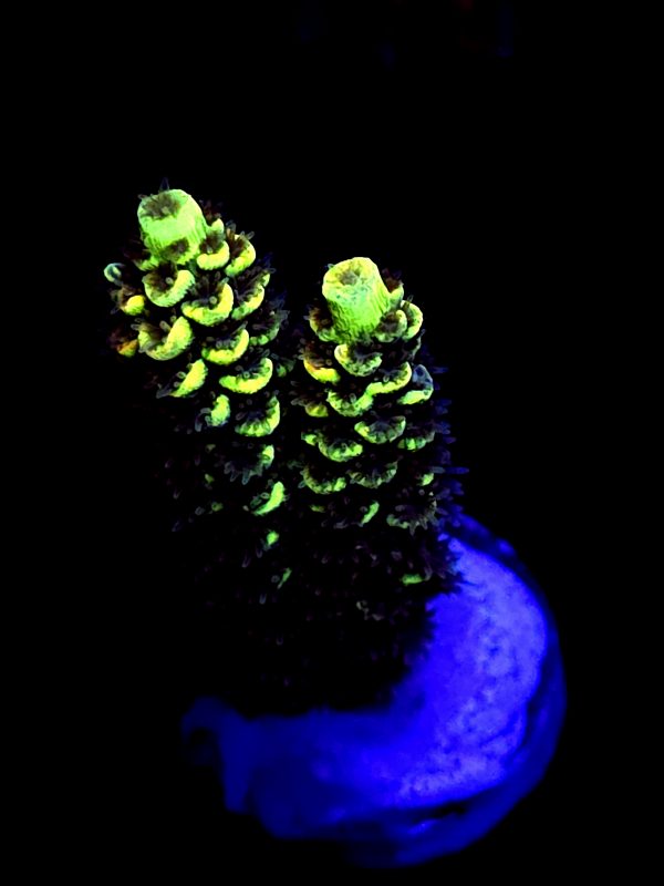 SBB "Hologram" Acro Medium 2 Branch