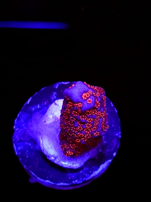 SBB "Bubble Digi" Acro Small Branch