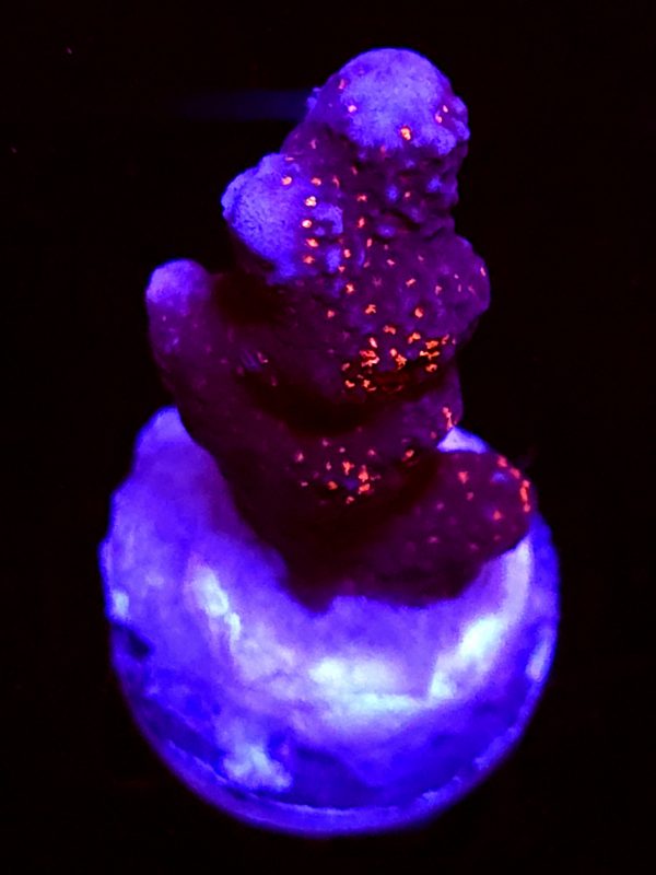 SBB "Bubble Digi" Acro Medium Branch