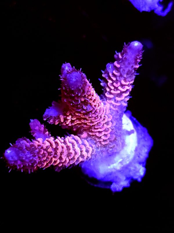 SBB "Snow White" Acro Medium 3 Branch
