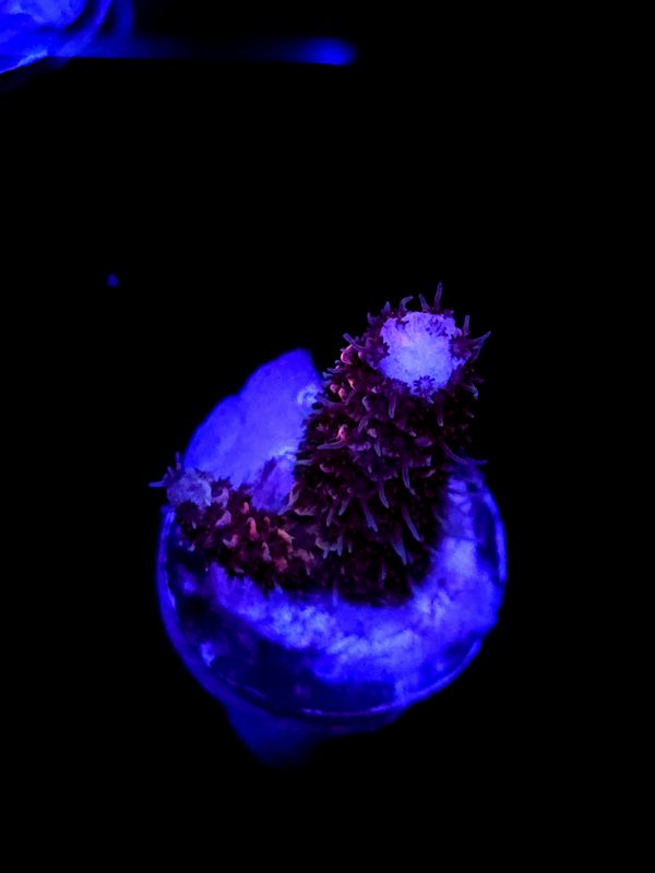 SBB "Solar Lava" Acro Small Branch