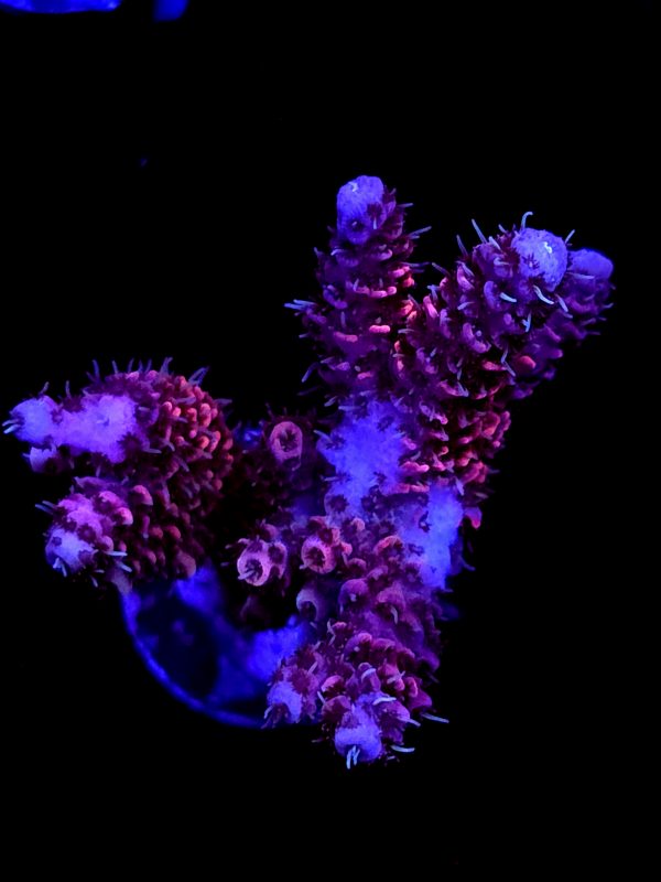 SBB "Solar Lava" Acro Large 2 Branch