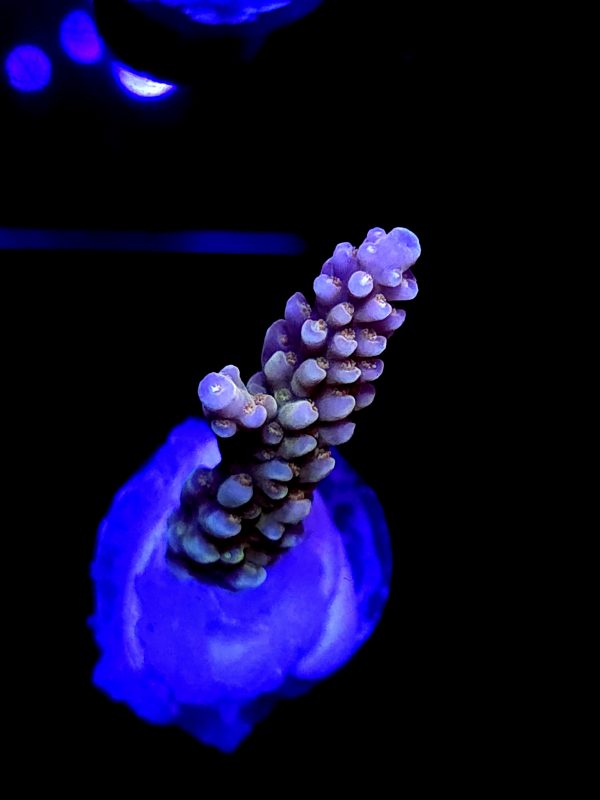 SBB "Banana Monkey" Acro Medium Branch