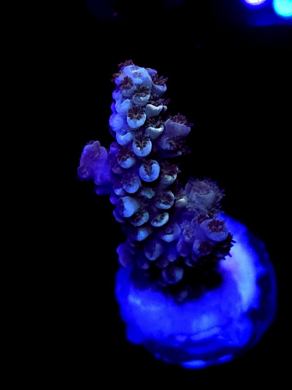 SBB "Ocean Og" Acro Medium Branch