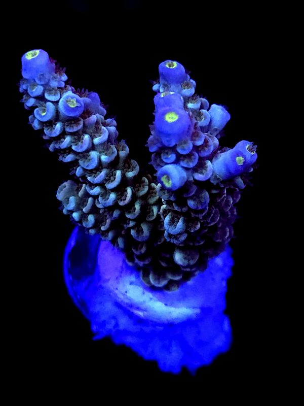 SBB "Mystery Signature" Acro Large Multibranch