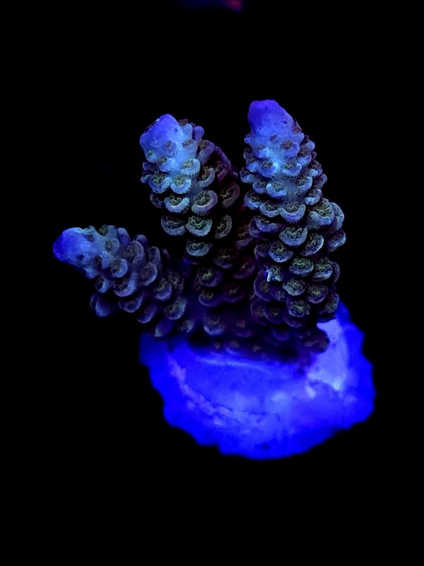 SBB "Dream Bear" Acro Medium 3 Branch