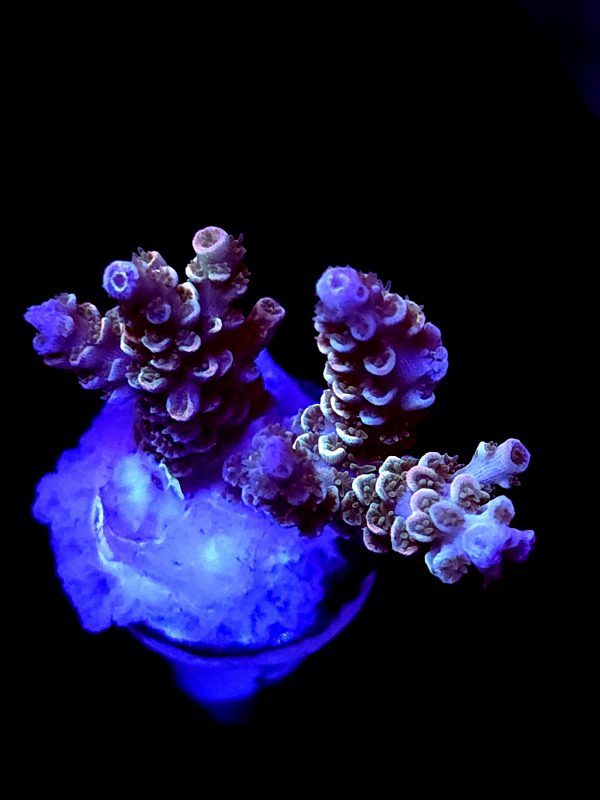 SBB "Gumdrop Glow" Acro Medium Multibranch