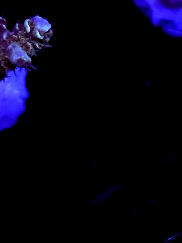 SBB "Gumdrop Glow" Acro Large Multibranch