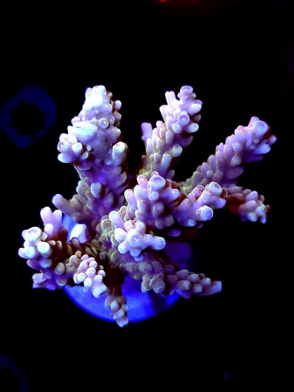 SBB "Banana Monkey" Acro Xlarge Multibranch Colony