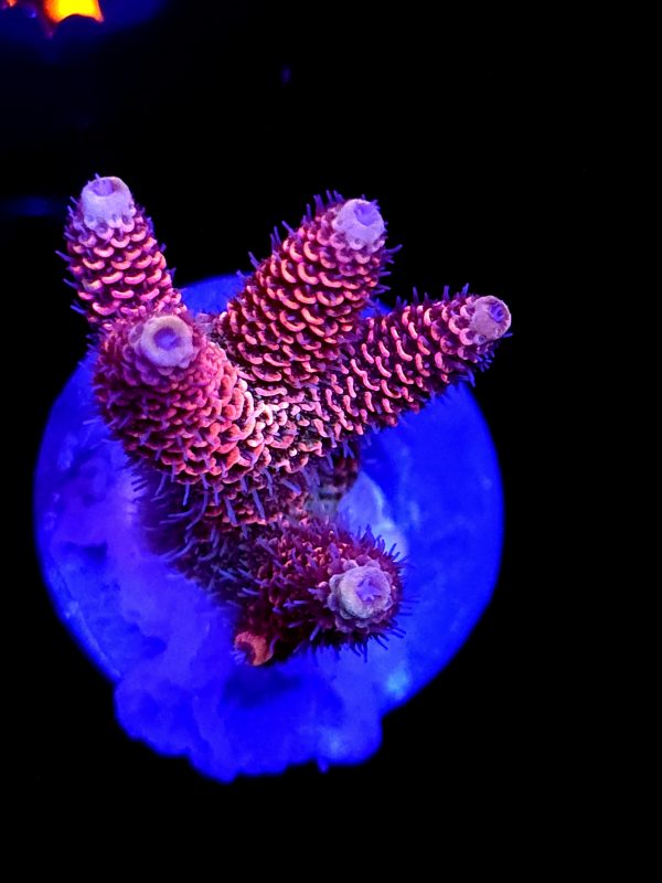 SBB "Snuggle Berry" Acro Medium Multibranch Colony
