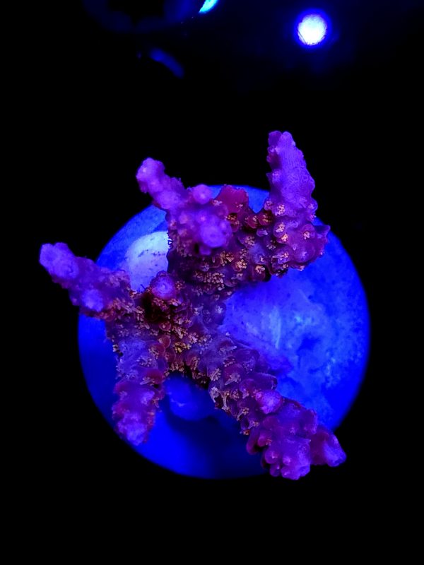 SBB "Mystery Signature" Acro Large Multibranch Colony