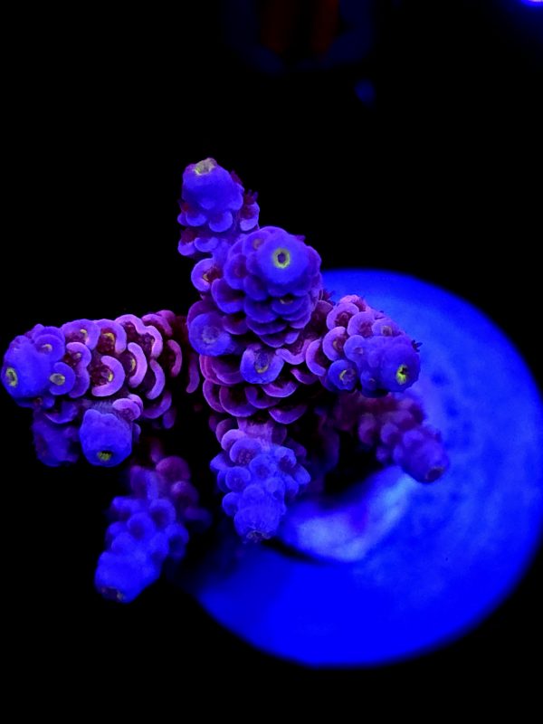 SBB "Bubble Gum Panda" Acro Large Multibranch Colony