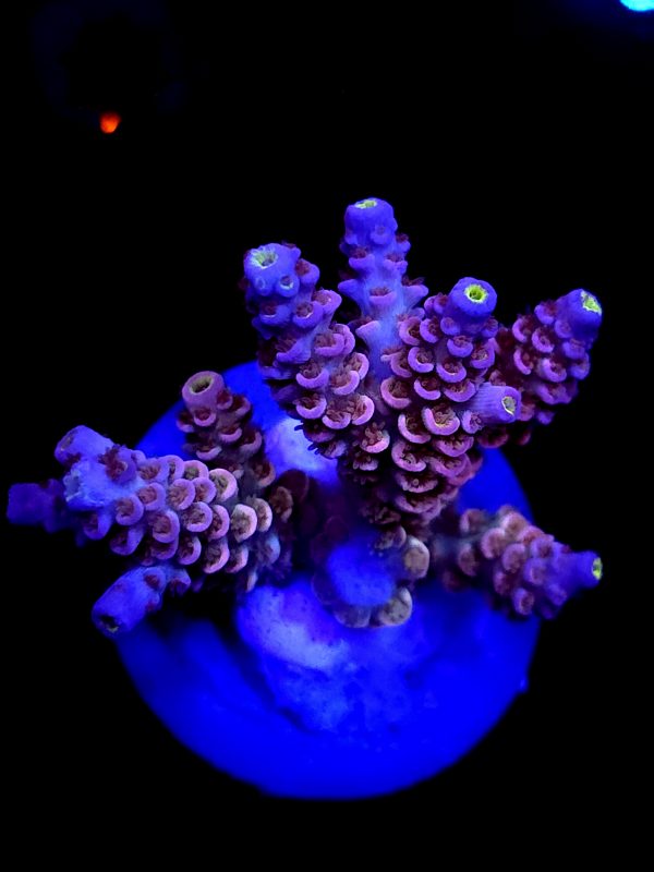 SBB "Jungle Burst" Acro Medium Multibranch Colony