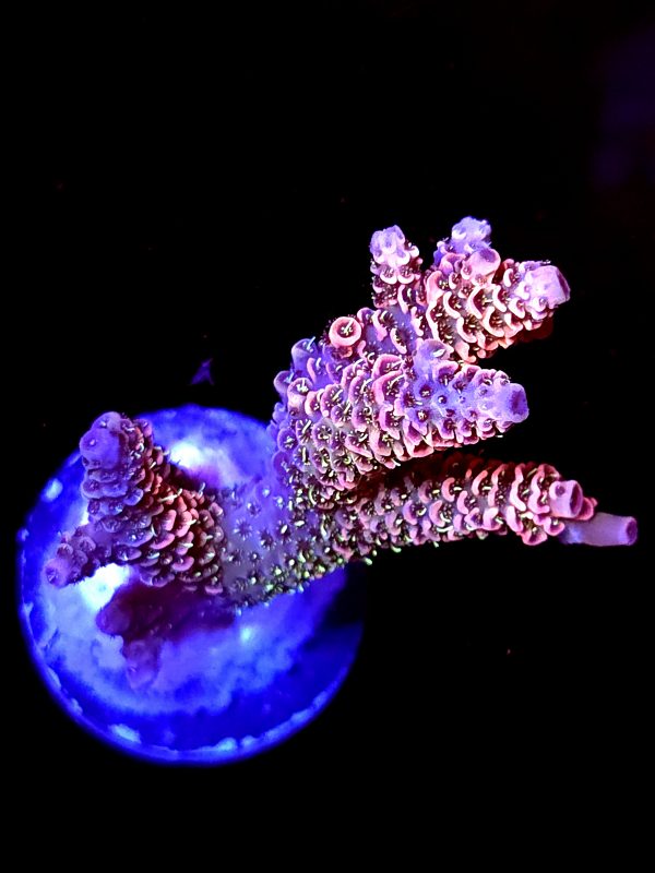 SBB "Blade Runfner" Acro Large Multibranch Colony