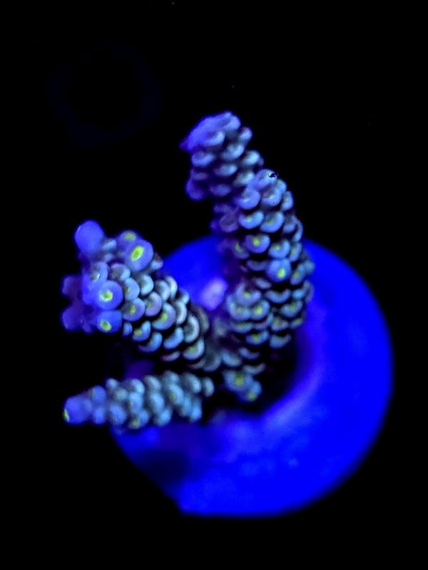 SBB "Ocean Og" Acro Medium 4 Branch Colony